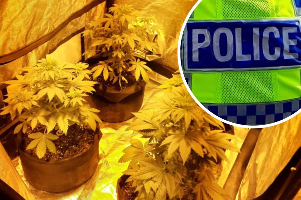 Suspected cannabis plants were seized after a raid at a property in Totton. Picture: Hampshire Police