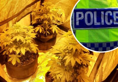 Suspected cannabis plants were seized after a raid at a property in Totton. Picture: Hampshire Police