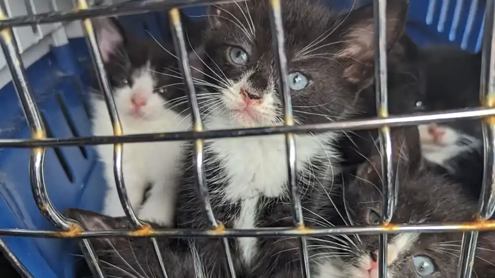 Kittens abandoned in Derbyshire. Picture: RSPCA