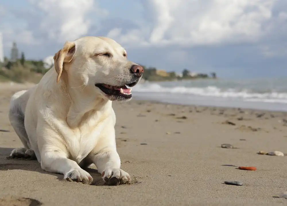 Dogs are banned from certain beaches in Dorset