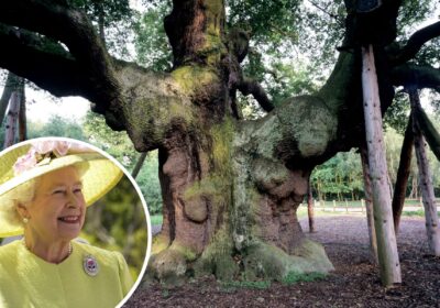 The Major Oak in Sherwood Forest has provided acorns to grow the new woodland in honour of Queen Elizabeth II. Pictures: Pixabay/Edward Parker