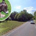 The foal died after a crash on the B3078 near Brook, Hampshire Police said