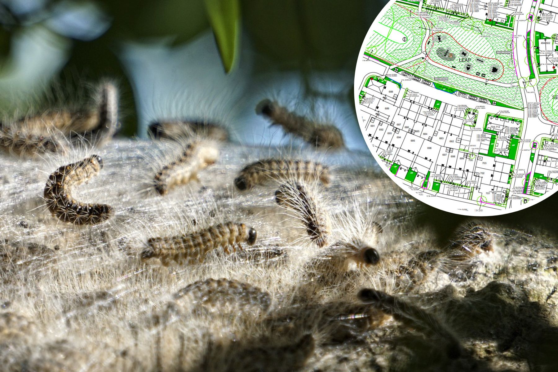 How This Caterpillar Has Altered Plans For 300 Homes In Wimborne   Oak Processionary Caterpillar Wimborne Development 