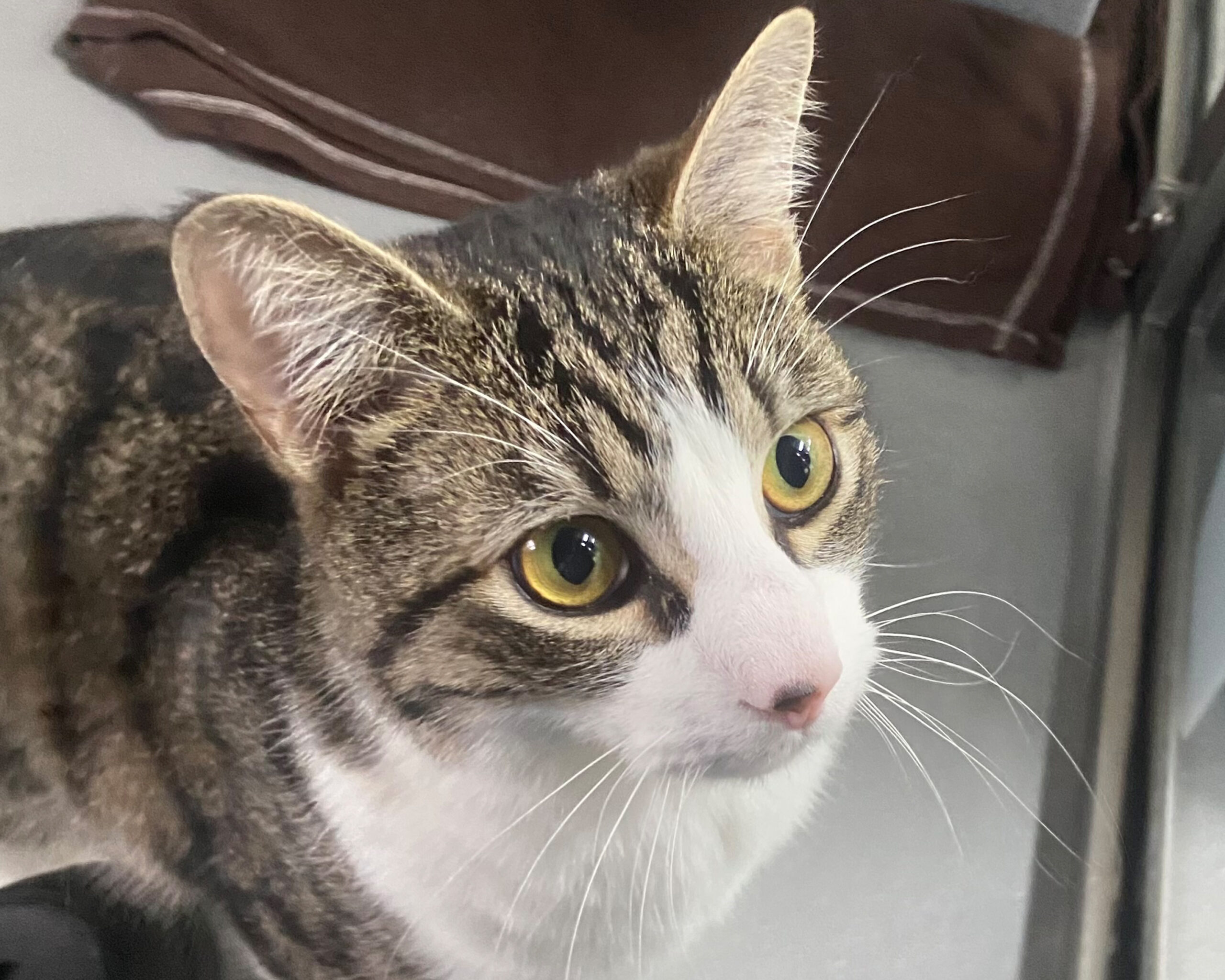 One year-old Kit Picture: Cats Protection