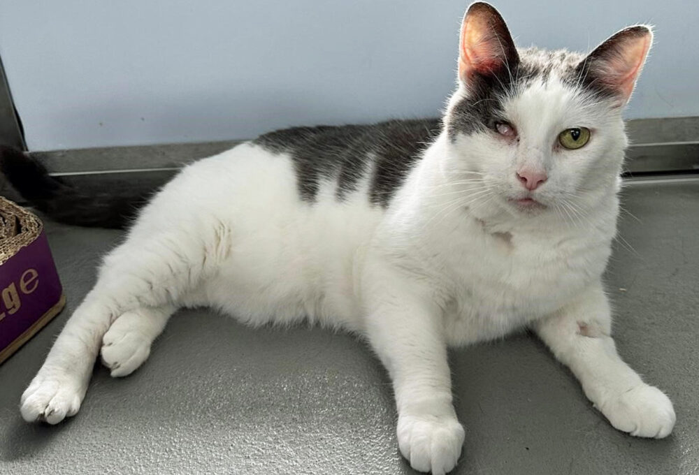 When Odie arrived at the centre, he needed an eye and eight teeth removed Picture: Cats Protection Dorset