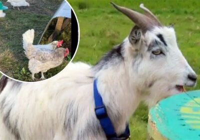 A pygmy goat and two chickens were among the animals stolen. Picture: Hampshire Police