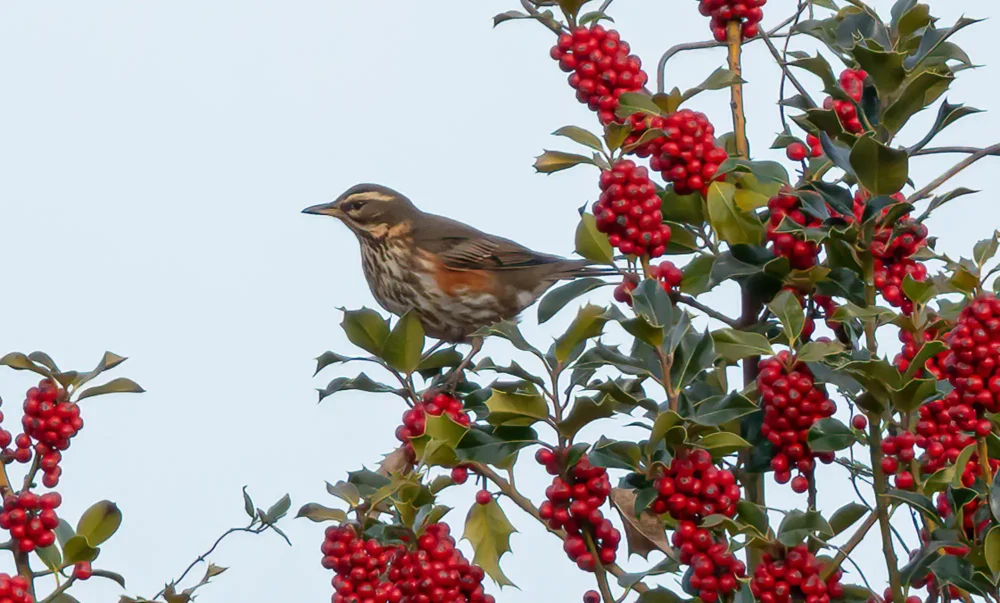 A range of species rely on trees. Picture: Trees for Wimborne