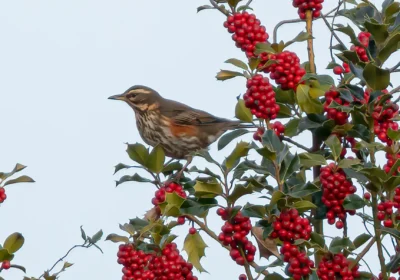 A range of species rely on trees. Picture: Trees for Wimborne