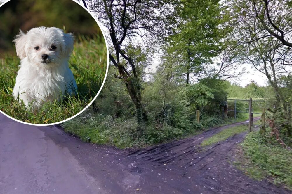 The dog parks could be created on land near Colehill, Wimborne. Pictures: Google/Pixabay