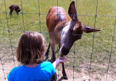 Feeding of red deer will no longer be allowed at Farmer Palmer's Farm Park, near Poole