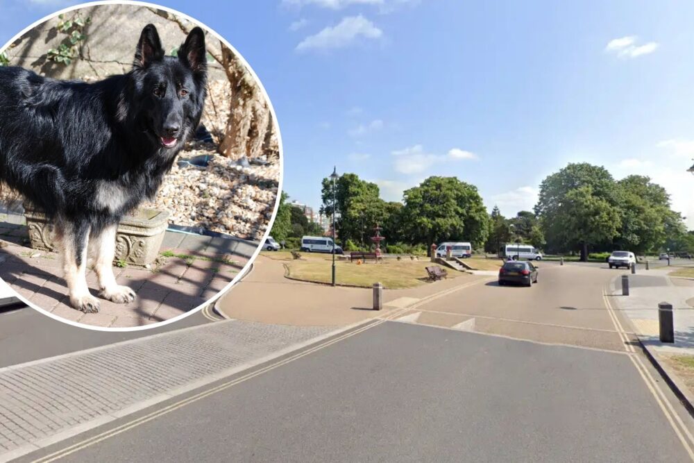 The child was bitten by a dog in Poole Park, police said. Pictures: Google/Pixabay