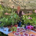 There will be a wide selection of plant stalls on offer Picture: Museum of East Dorset