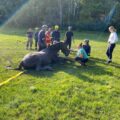 The horse was rescued within three hours Picture: Hampshire & Isle of Wight Fire and Rescue Service