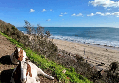 The council is considering using goats and cows to help conservation grazing on cliffs and heaths Picture: BCP Council