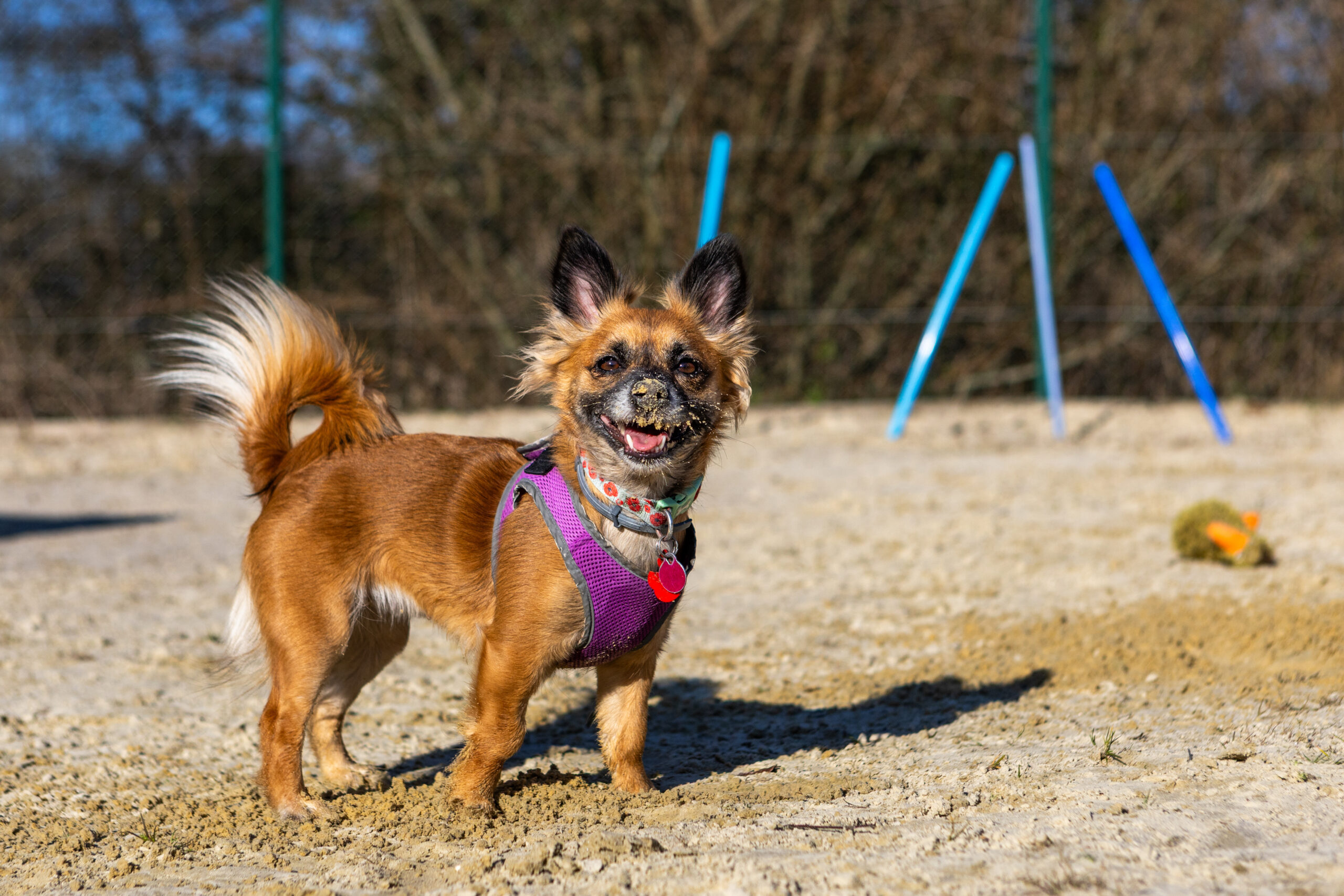 Poppy is now living her best life Picture: RSPCA