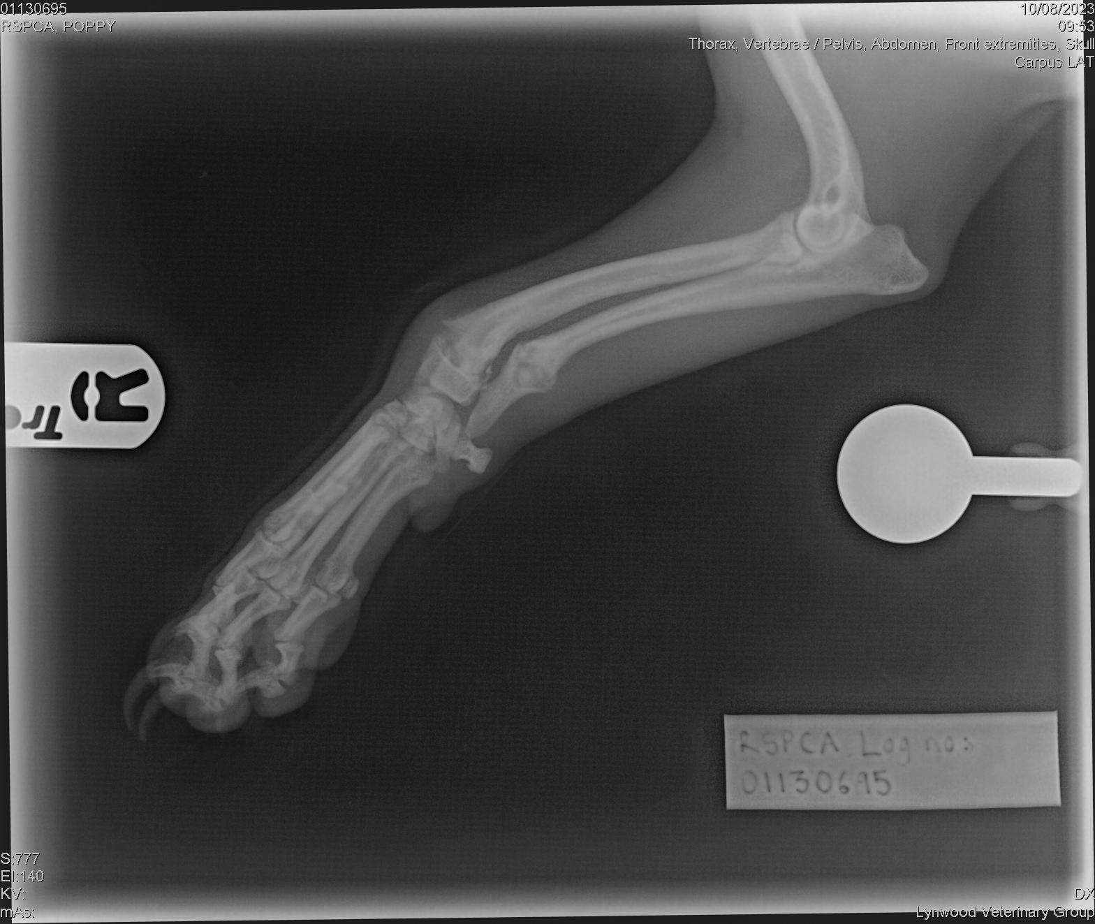 Some of Poppy's injuries Picture: RSPCA