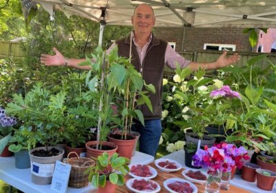 From plot to plate at Wimborne Food Festival Picture: Museum of East Dorset