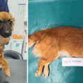 Poppy is now in a loving home Pictures: RSPCA