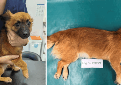 Poppy is now in a loving home Pictures: RSPCA