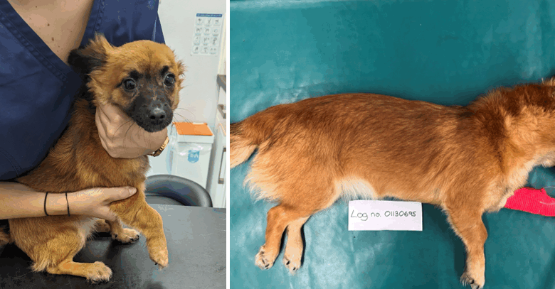 Poppy is now in a loving home Pictures: RSPCA