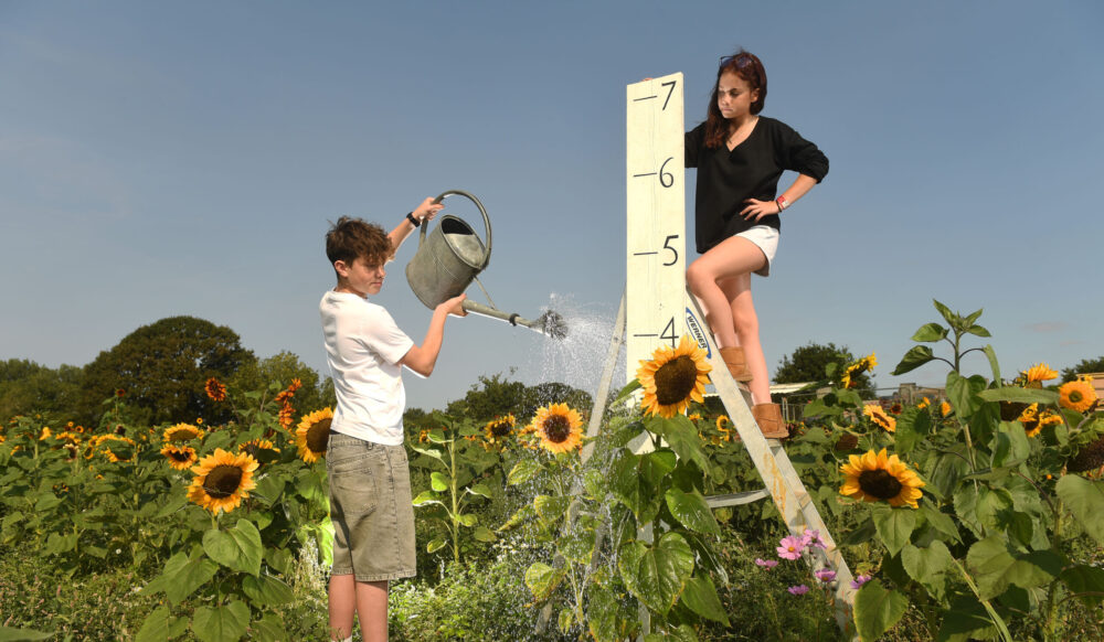 Stella Stefanini (12) and Kayden Johnstone (13) take stock and give a boost to some of the Sunflowers at the Picking Patch Picture: Russell Sach