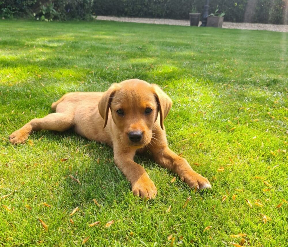 Milo, a six-month-old Labrador, sadly perished Picture: RSPCA