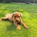 Milo, a six-month-old Labrador, sadly perished Picture: RSPCA