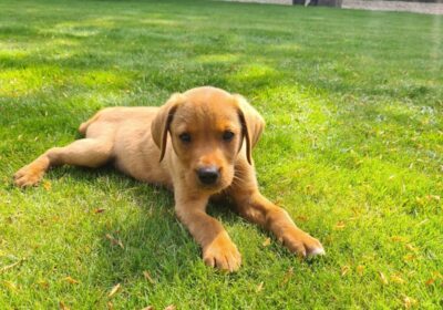 Milo, a six-month-old Labrador, sadly perished Picture: RSPCA