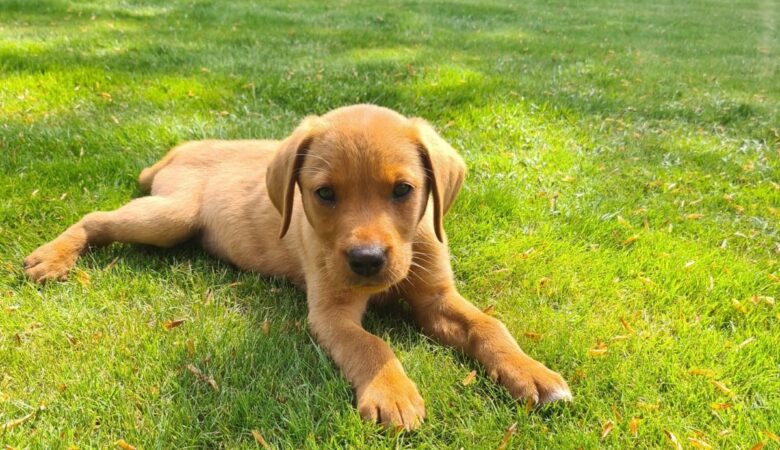 Milo, a six-month-old Labrador, sadly perished Picture: RSPCA