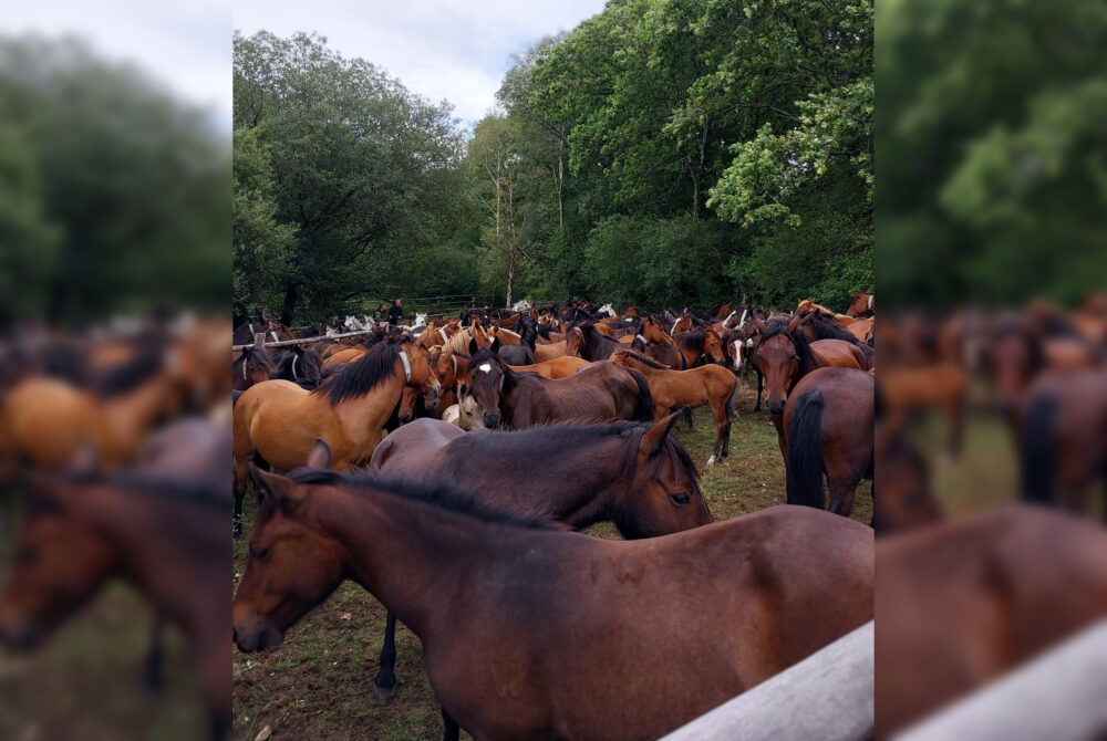 Police thanked drivers for their patience while they helped round up the ponies Picture New Forest Police