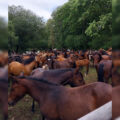 Police thanked drivers for their patience while they helped round up the ponies Picture New Forest Police