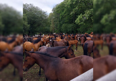 Police thanked drivers for their patience while they helped round up the ponies Picture New Forest Police