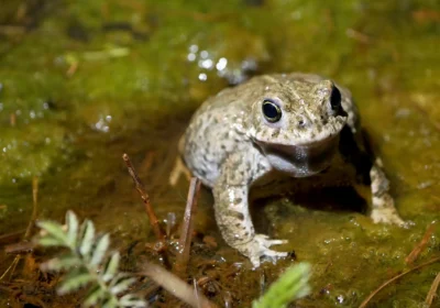Natterjack toads such as this have been identified as a priority in the strategy Picture: BCP Countryside Team