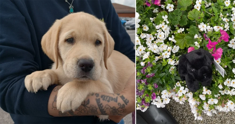 Left, Chip the guide dog in training and right, cuddly dogs that people are being asked to keep an eye out for Picture: Wimborne BID