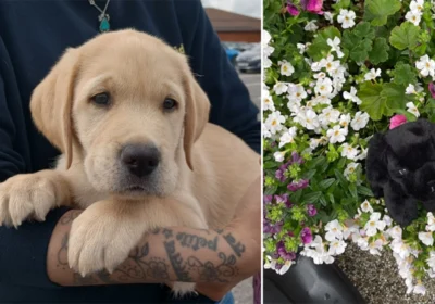 Left, Chip the guide dog in training and right, cuddly dogs that people are being asked to keep an eye out for Picture: Wimborne BID