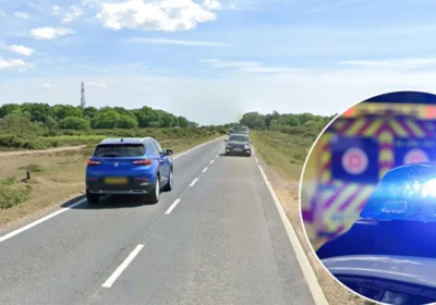 The horse was declared dead at the scene Picture: New Forest Police