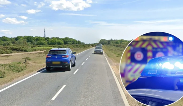 The horse was declared dead at the scene Picture: New Forest Police