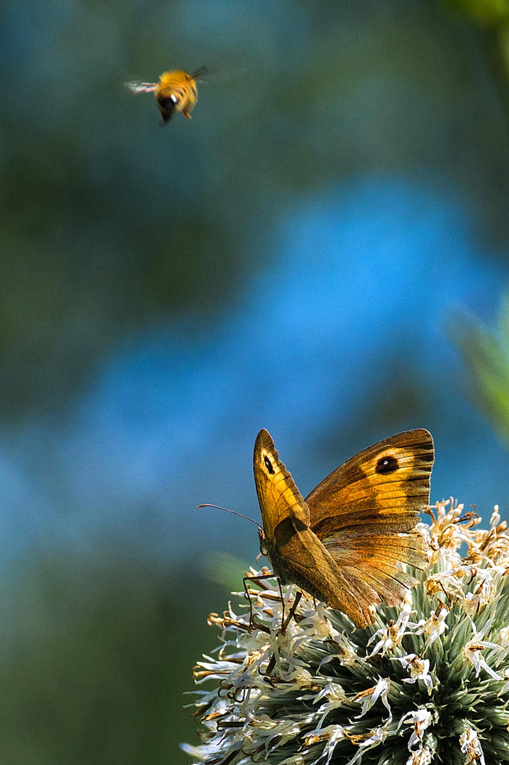 BEAUTIFUL: Lauren King’s winning image ‘New Arrival’