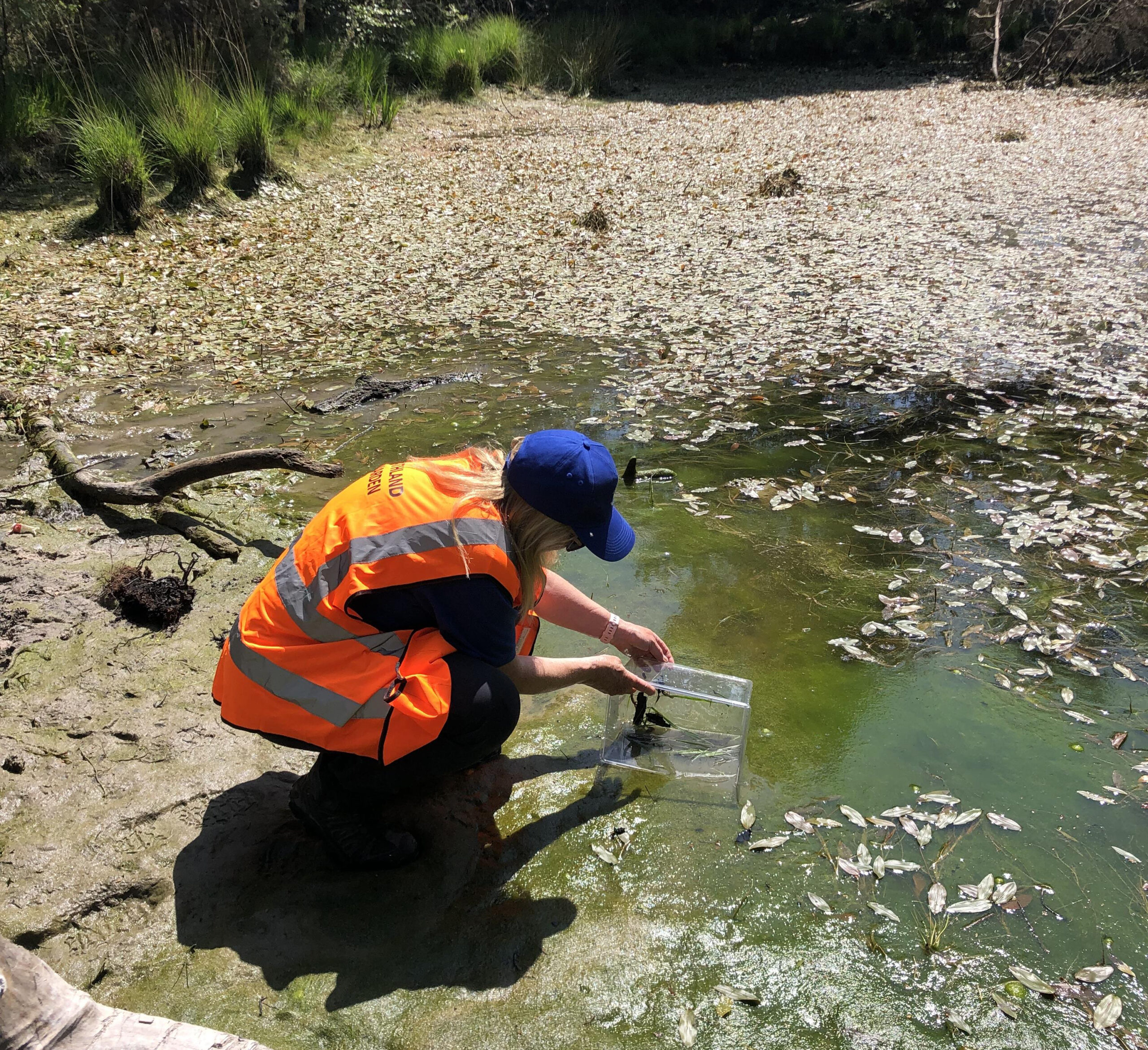 The rare newts were then released. Picture: UHP