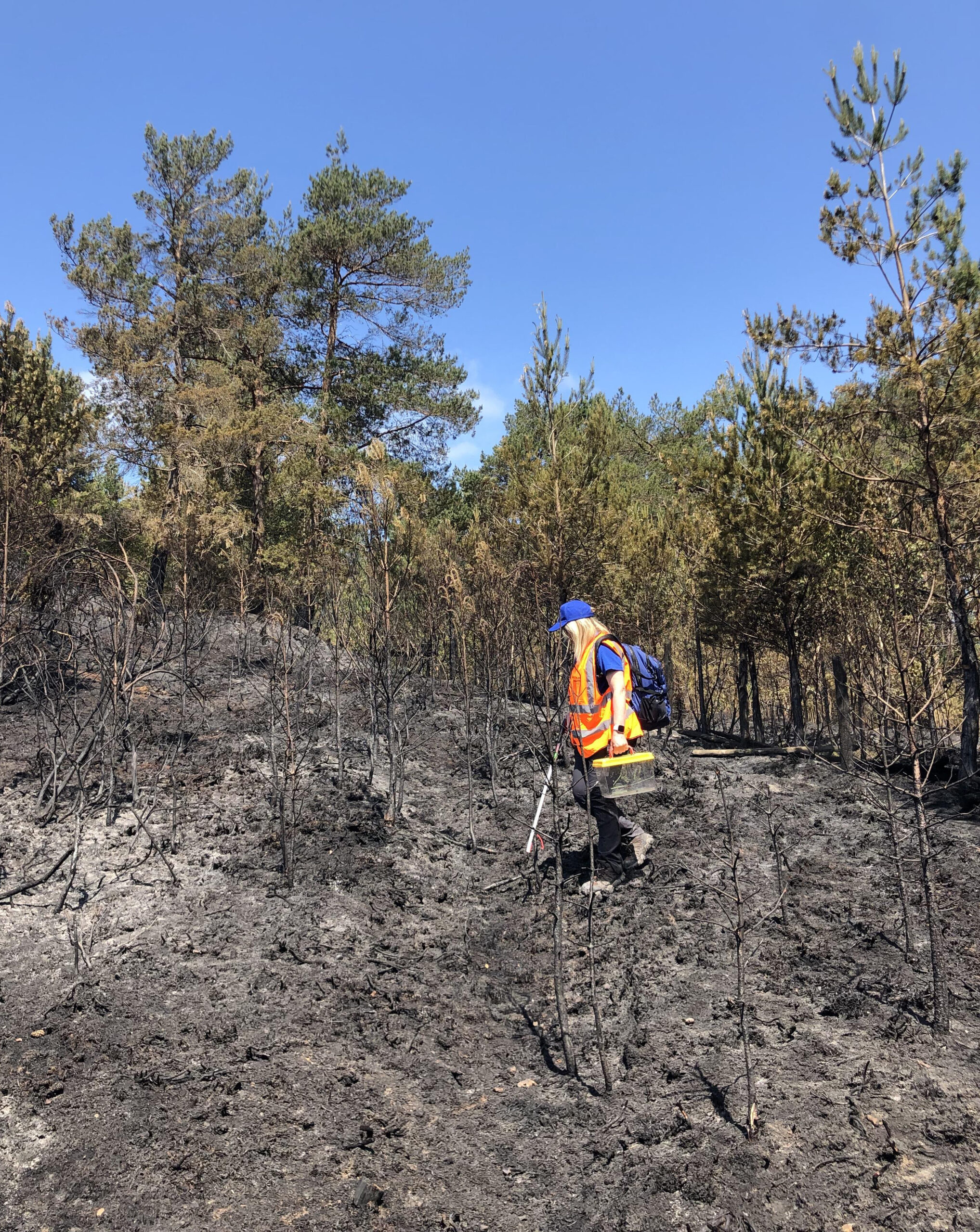 A UHP warden searches for surviving wildlife. Picture: UHP