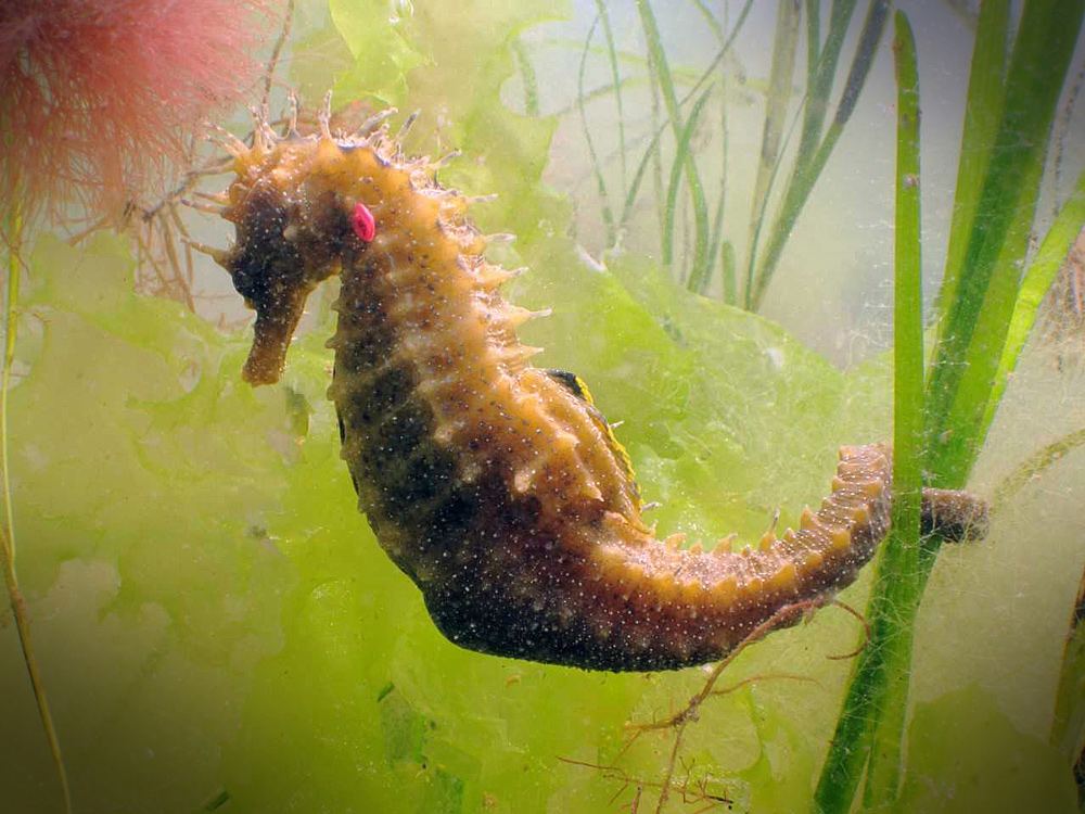 Seahorse