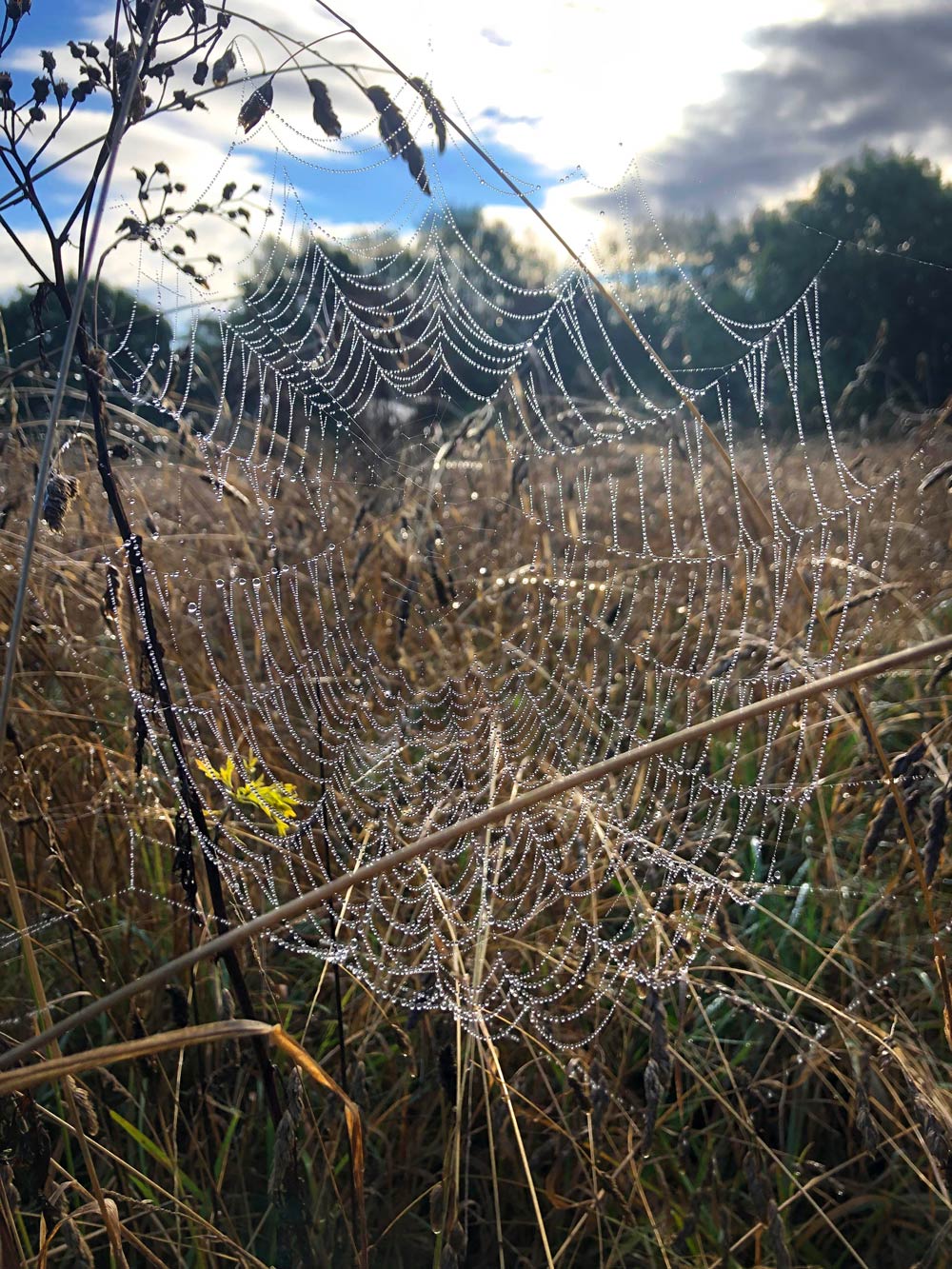 Cobweb on Farm as Autumn has started