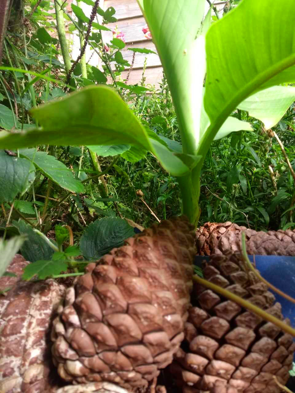Carribean Banana Plant. Picture by Jo Green