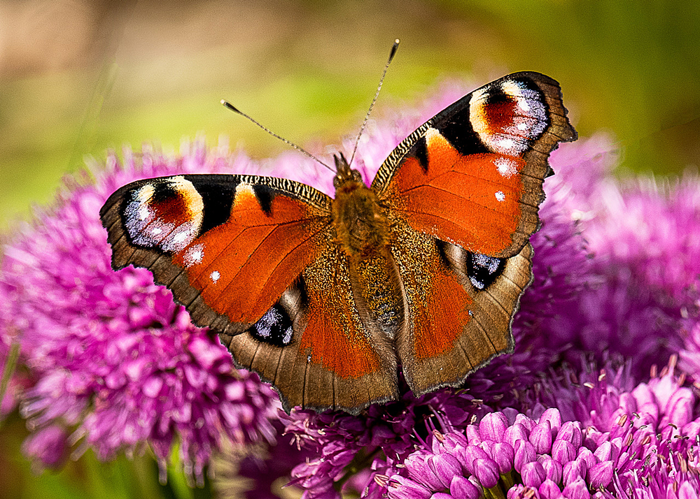 Butterfly, Gardening