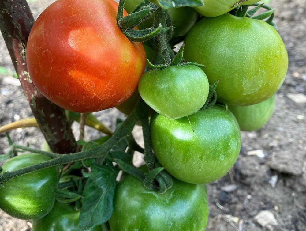 XXL: Colourful produce and flowerbeds and, above, safety first always...